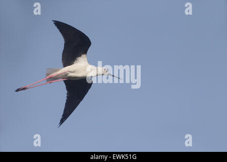 Black-winged stilt, Himantopus himantopus, singolo uccello in volo, Maiorca, Giugno 2015 Foto Stock