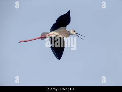 Black-winged stilt, Himantopus himantopus, singolo uccello in volo, Maiorca, Giugno 2015 Foto Stock