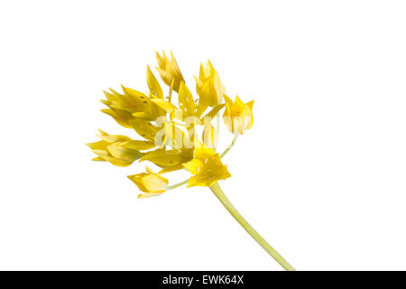 Allium moly fiore contro sfondo bianco con studio esterno Foto Stock