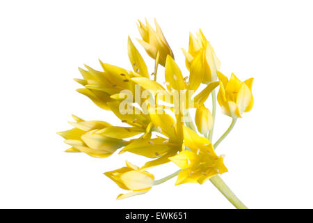 Allium moly fiore contro sfondo bianco con studio esterno Foto Stock