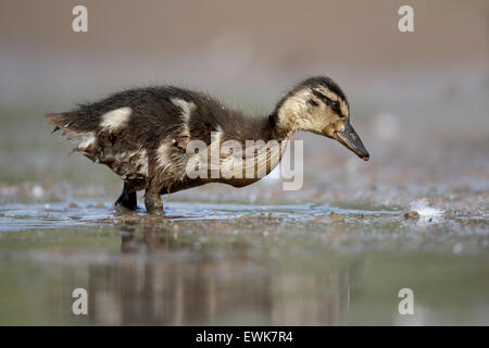 Il Germano Reale, Anas platyrhynchos, singolo anatroccolo in acqua, Warwickshire, Giugno 2015 Foto Stock