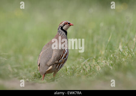 Pernici rosse, Alectoris rufa, singolo uccello in erba, Warwickshire, Giugno 2015 Foto Stock