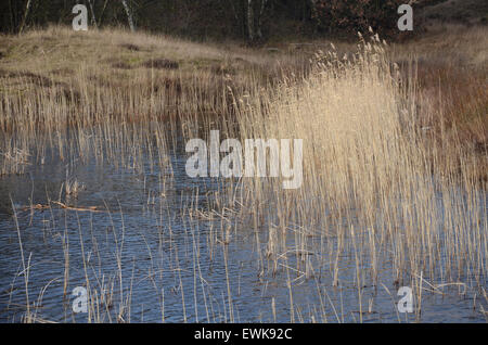Paesaggio di dune, North Holland, Paesi Bassi Foto Stock
