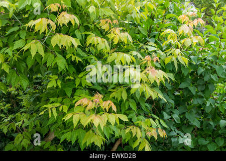 Ceneri maple Flamingo (ACER NEGUNDO Flamingo) Foto Stock