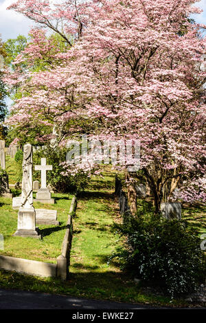 Fioritura rosa sanguinello, cimitero di Hollywood, Richmond, Virginia Foto Stock