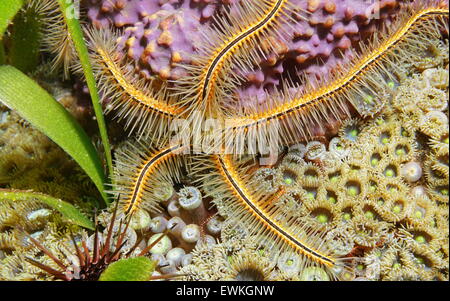 La vita subacquea, Ophiothrix suensoni comunemente chiamato Suenson fragile della stella o una spugna friabile, stella di mare dei Caraibi Foto Stock