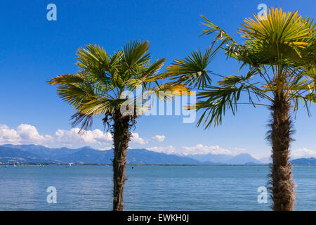 Palme sul lungomare di Lindau, sul lago di Costanza di Svevia, Baviera, Germania, Europa Foto Stock