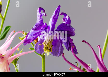 Aquilegia violetta closeup su sfondo grigio. Aquilegia vulgaris aquilegia alpina europea, aquilegia comune o la nonna Foto Stock