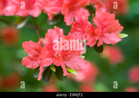 Rosso di rododendro in fiore nel giardino. Foto Stock