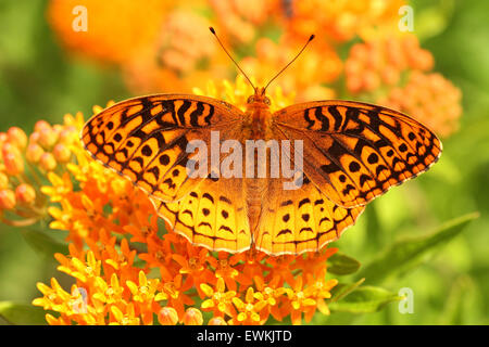 Grande lamas fritillary su butterfly weed Foto Stock