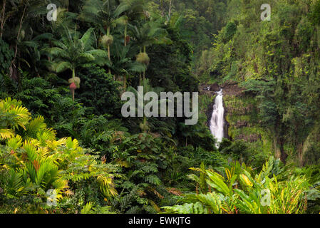 Akaka Falls. Akaka Falls State Park. Hawaii, la Big Island Foto Stock