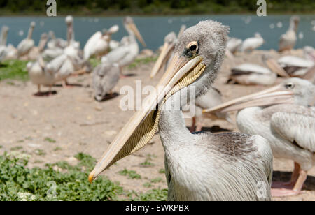 Pellicani Francese a La Réserve Africaine de Sigean nei pressi di Sigean, Languedoc, Francia meridionale Foto Stock