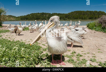 Pellicani Francese a La Réserve Africaine de Sigean nei pressi di Sigean, Languedoc, Francia meridionale Foto Stock