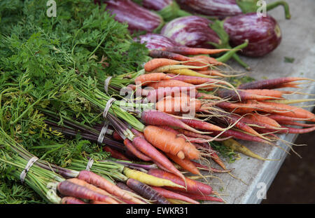 I grappoli di carote dritto fuori del terreno Foto Stock