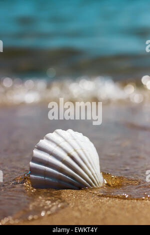 Bianco guscio marine sulla sabbia. Foto Stock