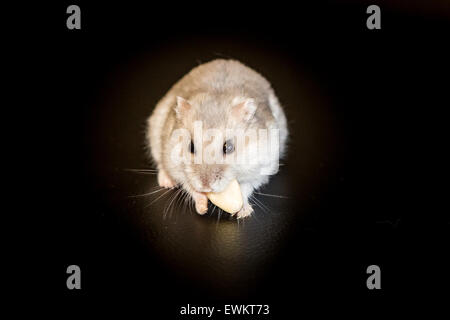 Criceto che mangia Foto Stock