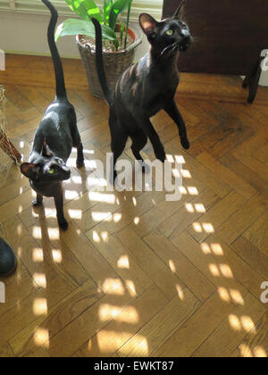Black Oriental siamese gattini - un anno di età - in una giornata di sole su un pavimento in parquet, in piedi sulle zampe posteriori. Foto Stock