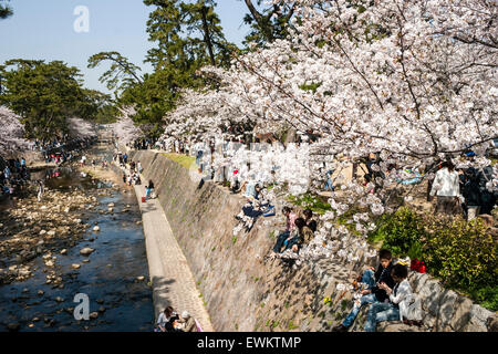 Affollata primavera scena di persone camminare sotto le righe del fiore di ciliegio tress mentre altri seduti in gruppi fare picnic dal fiume Shukugawa, Giappone. Foto Stock