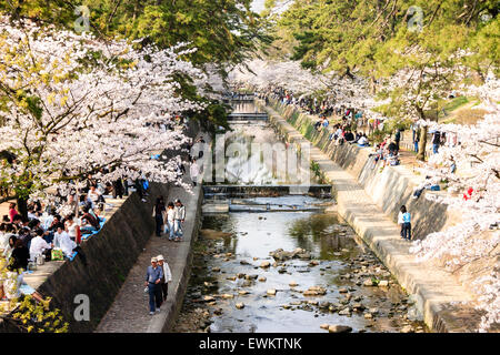 Affollata primavera scena di persone camminare sotto le righe del fiore di ciliegio tress mentre altri seduti in gruppi fare picnic dal fiume Shukugawa, Giappone. Foto Stock