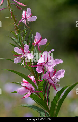 Fiori estivi di fireweed invasive, rose bay willow herb, Chamaenerion angustifolium 'Stahl Rose' Foto Stock