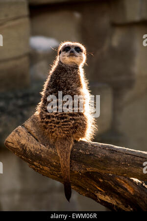 Meerkat contro il sole di sera Foto Stock