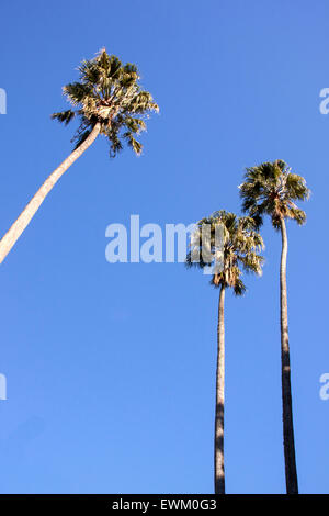 Verso l'alto vista di tre alberi di palma contro il luminoso cielo blu Foto Stock