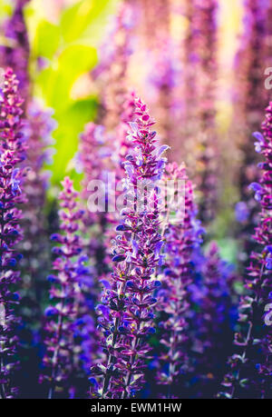 Crescente selvatici fiori viola in campo al tramonto Foto Stock