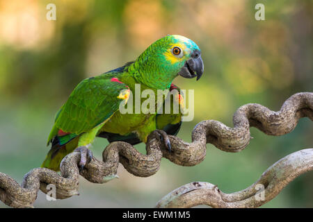 Blu-fronteggiata Amazon Parrot, Amazon aestiva, talvolta chiamato Turquiose-fronteggiata Parrot, Pantanal, Mato Grosso, Brasile Foto Stock