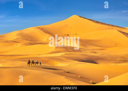 Camel caravan, Erg Chebbi deserto vicino a Merzouga, Sahara, Marocco Foto Stock