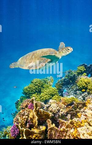 Marsa Alam - vista subacquea in mare la tartaruga e la barriera corallina, Mar Rosso, Egitto Foto Stock