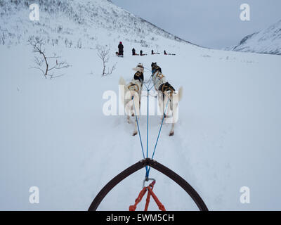 Lo sleddog in bianco paesaggio di Arctic Norvegia isola di Kvaloya Foto Stock