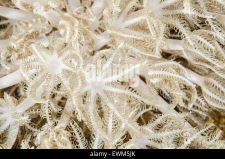 La pulsazione soft coral polipi, Xenia sp., Anilao, Batangas, Filippine, Pacific Foto Stock
