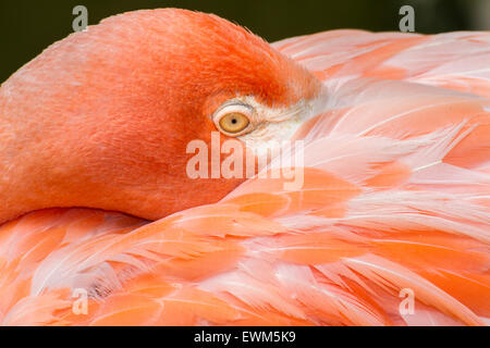 Un Americano Flamingo in appoggio Foto Stock