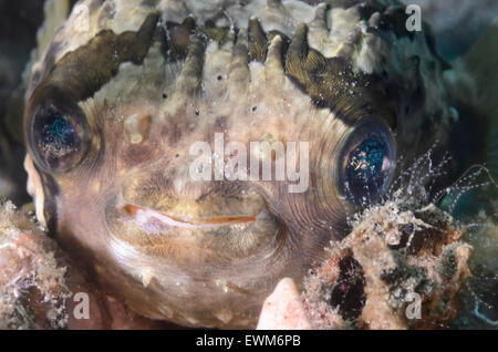 Pesce di palloncino, Diodon holocanthus, Anilao, Batangas, Filippine, Pacific Foto Stock