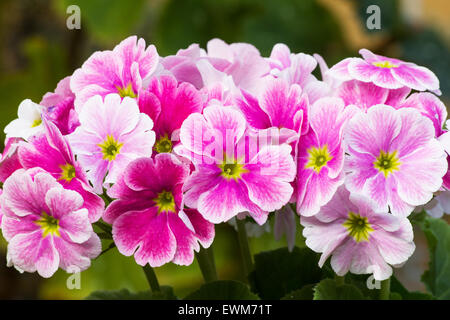 Close-up di rosa Primula (Primula obconica) impianto in fiore su sfondo naturale Foto Stock