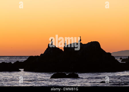 Tre pellicani su una roccia si stagliano da un arancione tramonto Cielo in Malibu, California. Foto Stock