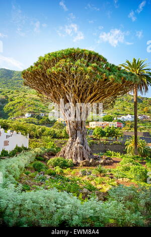 Dragon Tree, Dracaena draco, La Orotava, Tenerife, Isole Canarie, Spagna Foto Stock