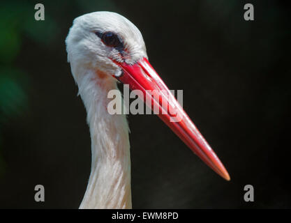 Grus leucogeranus (Leucogeranus leucogeranus), gru bianca siberiana. Foto Stock