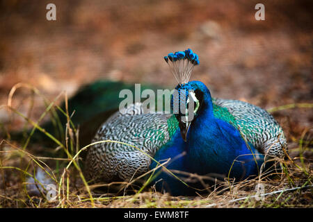 Peacock, Indiano o comune (Peafowl Pavo cristatus) Foto Stock