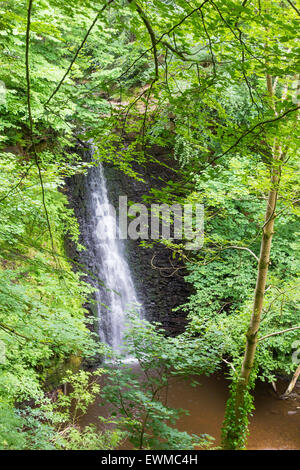 La caduta di Foss cascata nel maggio Beck Sneaton foresta vicino a Whitby North Yorkshire Foto Stock