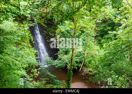 La caduta di Foss cascata nel maggio Beck Sneaton foresta vicino a Whitby North Yorkshire Foto Stock