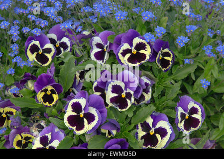 Colussus Pansy e Dimenticare me not piantatrice in tarda primavera Foto Stock