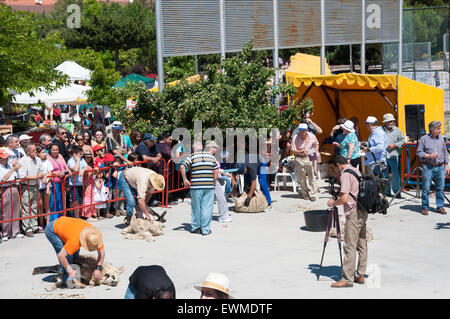 Tradizionale la tosatura delle pecore durante una dimostrazione in Colmenar Viejo, Madrid, Spagna il 8 giugno 2014 Foto Stock