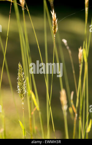 Erba di prato Spike in piedi fuori fonte di polline hayfever e in estate la miseria per molti Foto Stock