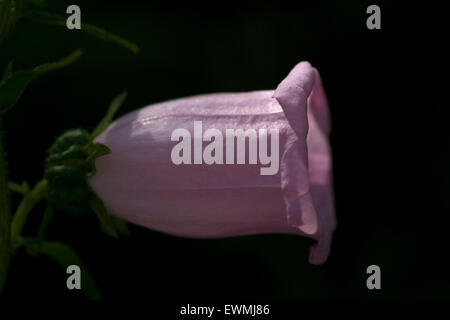 Campanula di close-up Foto Stock