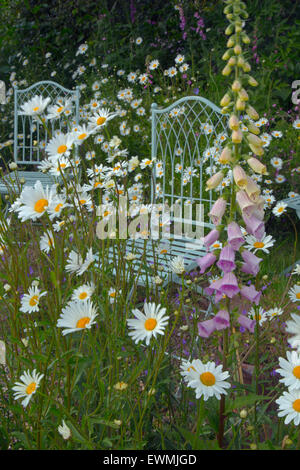 Foxgloves e Ox-pedane. Nel giardino selvaggio con sedie blu Foto Stock