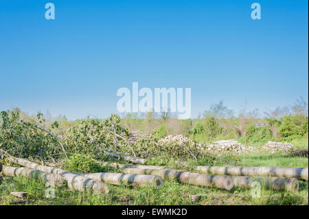 Una fila di pioppi tagliati. Sullo sfondo il cielo Foto Stock