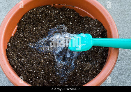 Contenitore giardinaggio- potting un impianto. Passo 3 di 7: aggiungere acqua al suolo di incapsulazione prima di piantare i fiori. Foto Stock