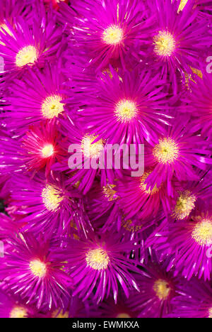 Lampranthus spectabilis, la perenne Livingstone Daisy Foto Stock