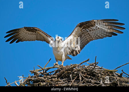 Osprey sbarco nel nido Foto Stock